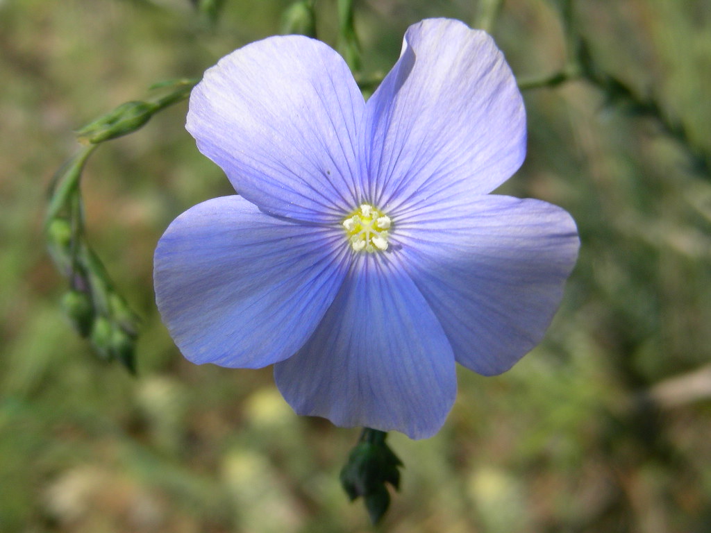 In Abruzzo  reperibile ...